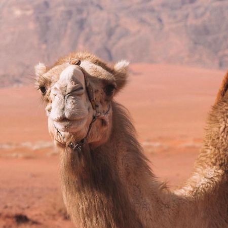 Hidden Wadi Rum Camp Εξωτερικό φωτογραφία