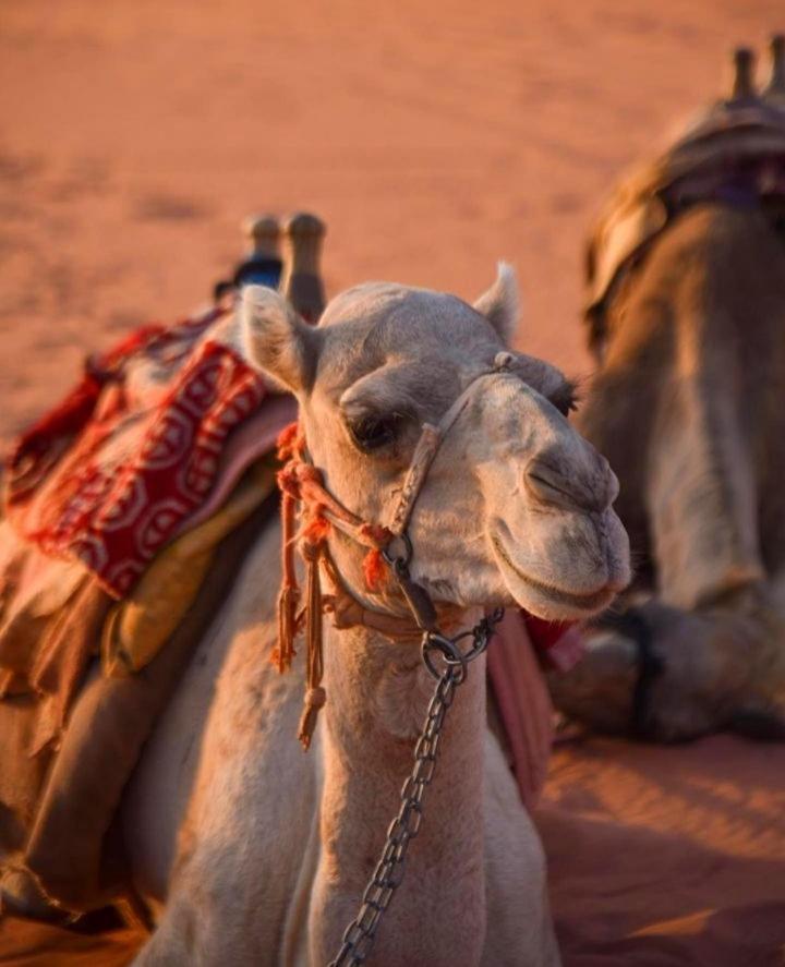 Hidden Wadi Rum Camp Εξωτερικό φωτογραφία