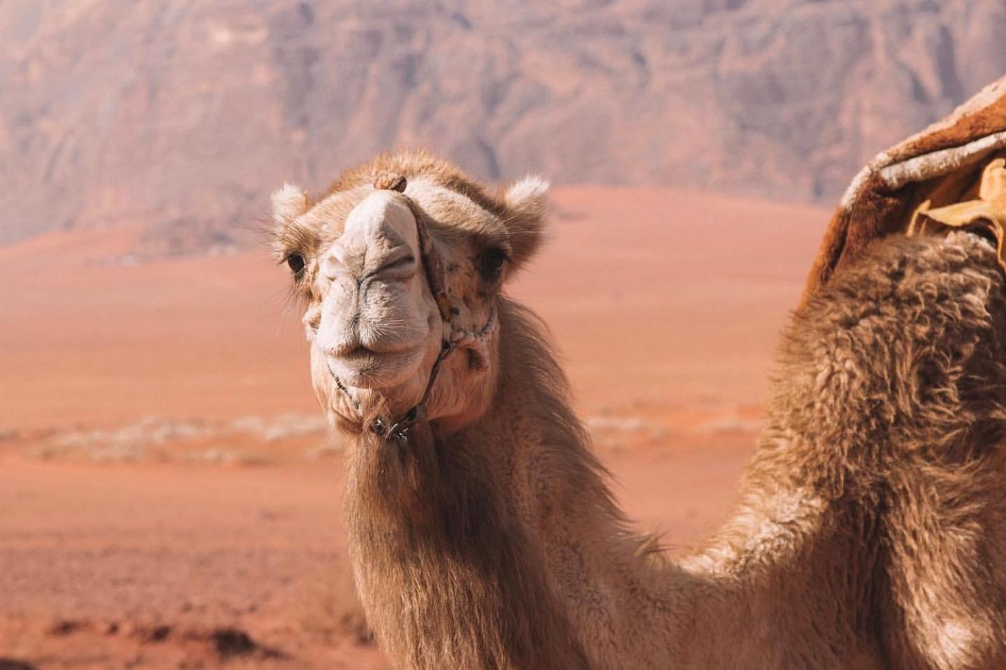Hidden Wadi Rum Camp Εξωτερικό φωτογραφία